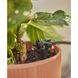 Комплект полива Gardena Micro-Drip-System Balcony Set на 15 растений (13401-20)