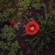 Опрыскиватель пневматический FLORA 8 л (5003234)